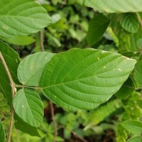 Phyllodium pulchellum (L.) Desv.